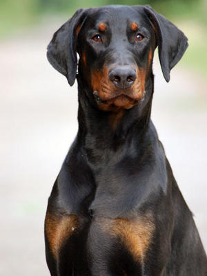 Merlin at 11 months