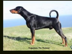 TROJANTEAM THE ROCKSTAR