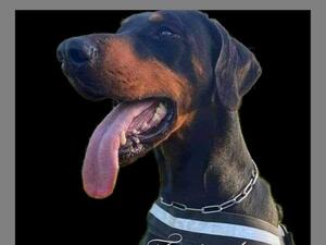 Sire