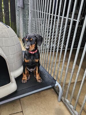8 month old vwd clear ,microchipped,innoculated