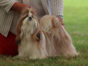 MAPIMAKASTAR DELILAH HUGO