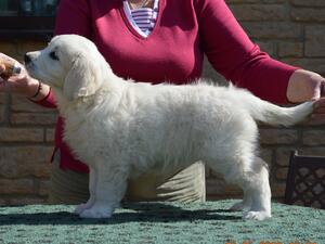 Maisie 8 weeks