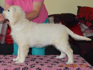 Maisie 12weeks