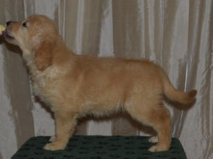 Rogan at 8 weeks