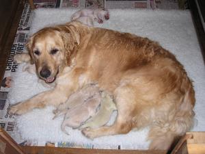 Pups one day old.