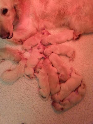 Jessie's pups at 3 days old