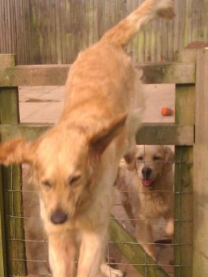 Hattie keeping fit!