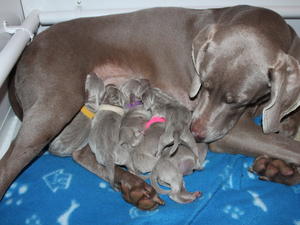 Litter has arrived