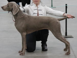 Dolce