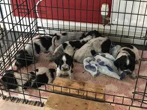 A Lovely litter