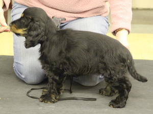 Tansy, a gorgeous good-natured black and tan girl