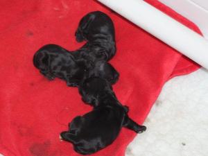 Poppy's babies