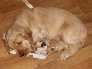 Sleeping Beauty