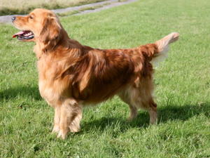 Sulby