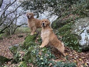 Duke & Douglas