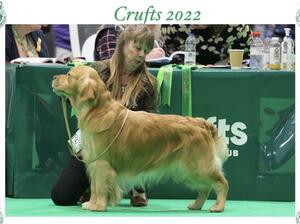 Duke at Crufts 2022