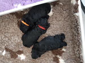 3 Puppies