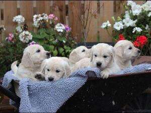 Puppies 2017
