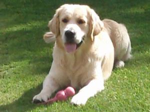 Barney in the Garden