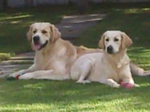 Barney and his sister Roxy