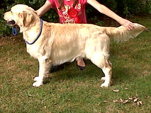Barney showing