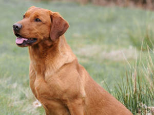 sire