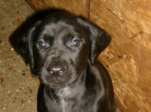 Gsp pups, ready now!