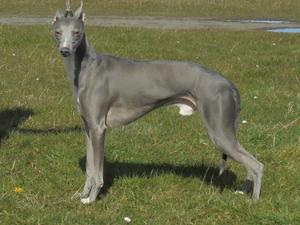 Q fr Crufts again age 8yrs.