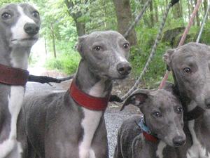 Frodo/Fidget/Sonny n Davy.2013..