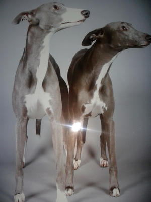 Fidget n Davy at Crufts..2014.3 parts brothers.