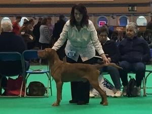 Crufts 2015