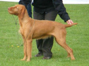 BEST IN SHOW