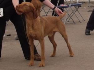 Harvey wins Best of Breed