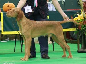 Gundog puppy group 3