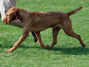 HARVEY - BEST IN SHOW HWVA Ch Sh April 2011