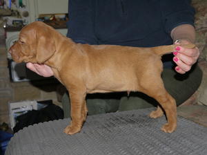 Woody aged 5 weeks