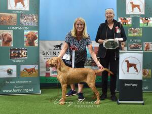 Best Puppy In Show HWVCGB 2023