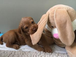 Dog puppy aged 4 weeks