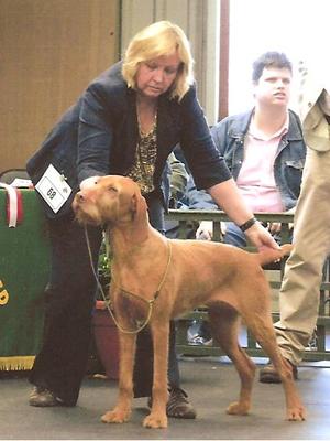In the show ring