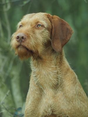 Taner - Fassfields Tan Divo by Herlinga