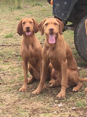 Hennie and Taner