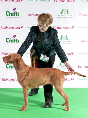 HERLINGA HERLEVA - BEST OF BREED CRUFTS 2011