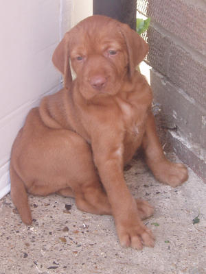 Herlinga puppy aged 5 weeks