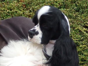 Delilah
