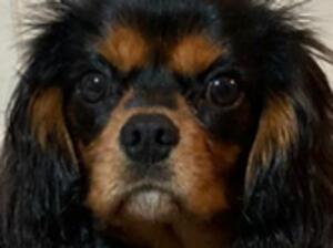KC registered black and tan boy
