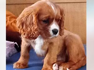 Loly boy both parents my pets dna and heart tested