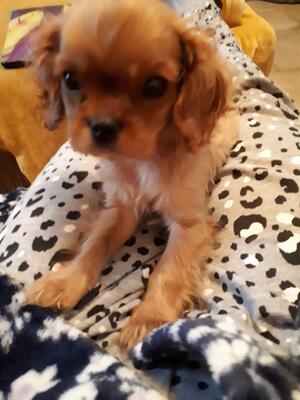 Pup1boy fuly vaccinated dna tested microchped
