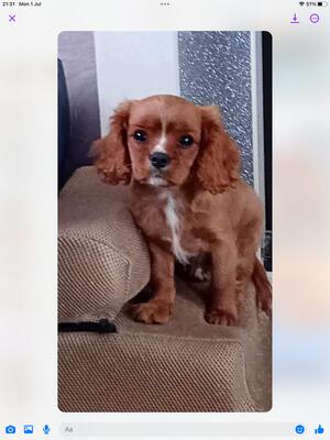Lovely boy both parents dna and heart tested