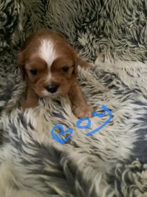 Little boy