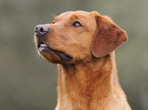 Bellaroyal Chillie Pepper (Rooibos)2